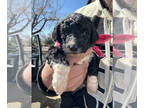 Bernedoodle PUPPY FOR SALE ADN-784098 - Annie Oakley