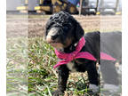 Bernedoodle PUPPY FOR SALE ADN-784104 - Calamity Jane