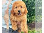 Goldendoodle (Miniature) PUPPY FOR SALE ADN-784112 - Leon