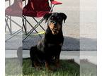 Rottweiler PUPPY FOR SALE ADN-784114 - Top European Rottweiler Puppy Available