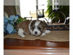 Mal-Shi PUPPY FOR SALE ADN-784116 - Super Fluffy liter of pups