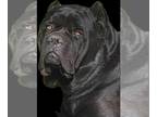 Cane Corso PUPPY FOR SALE ADN-784117 - Cane Corso Puppies