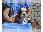 Cavalier King Charles Spaniel PUPPY FOR SALE ADN-784127 - 4 puppies Cavalier