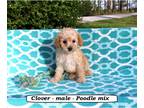 Poodle (Toy) PUPPY FOR SALE ADN-784157 - Fluffy toy Poodle mix puppy