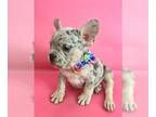 French Bulldog PUPPY FOR SALE ADN-784160 - LILAC TRI MERLE