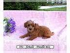 Poodle (Toy) PUPPY FOR SALE ADN-784161 - Fluffy toy Poodle mix puppy