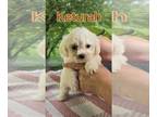 Bichon Frise PUPPY FOR SALE ADN-784175 - bichon Frise born March 17 call 231 821