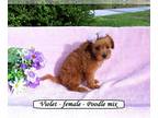 Poodle (Toy) PUPPY FOR SALE ADN-784178 - Fluffy toy Poodle mix puppy