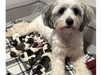 ShihPoo PUPPY FOR SALE ADN-784179 - Shihpoo Puppies Available for Rehoming