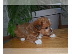 Mal-Shi-Yorkshire Terrier Mix PUPPY FOR SALE ADN-784180 - liter of 4 pups