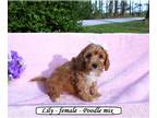 Poodle (Miniature) PUPPY FOR SALE ADN-784182 - Fluffy toy Poodle mix puppy