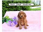 Poodle (Miniature) PUPPY FOR SALE ADN-784184 - Fluffy toymini Poodle mix puppy