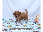 Cavapoo PUPPY FOR SALE ADN-784185 - Sweet Cavapoo puppy