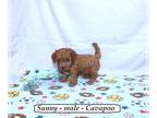 Cavapoo PUPPY FOR SALE ADN-784186 - Sweet Cavapoo puppy