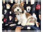 ShihPoo PUPPY FOR SALE ADN-784199 - Rubble