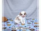 Cavapoo PUPPY FOR SALE ADN-784202 - Sweet Cavapoo puppy