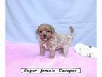 Cavapoo PUPPY FOR SALE ADN-784206 - Sweet little Cavapoo puppy