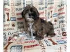 ShihPoo PUPPY FOR SALE ADN-784212 - Mo