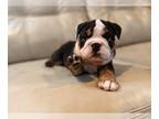 English Bulldog PUPPY FOR SALE ADN-784233 - Beautiful AKC champion bloodline