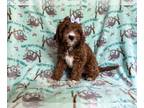 Cavapoo PUPPY FOR SALE ADN-784243 - Dolly