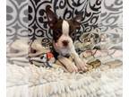 Boston Terrier PUPPY FOR SALE ADN-784244 - Girl boston terrier puppy