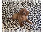 Cavapoo PUPPY FOR SALE ADN-784250 - Coral