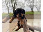 Rottweiler PUPPY FOR SALE ADN-784256 - pink girl