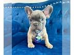 French Bulldog PUPPY FOR SALE ADN-784262 - BLUE FAWN CUTIE