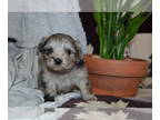 Mal-Shi-Pomeranian Mix PUPPY FOR SALE ADN-784263 - Blue Merle pups in this liter