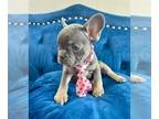 French Bulldog PUPPY FOR SALE ADN-784265 - LILAC TAN FEMALE