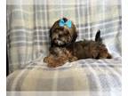 ShihPoo PUPPY FOR SALE ADN-784269 - Ember