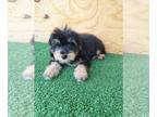 F2 Aussiedoodle PUPPY FOR SALE ADN-784272 - Australian