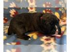 Boxer PUPPY FOR SALE ADN-784274 - AKC Boxer Puppies