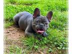 French Bulldog PUPPY FOR SALE ADN-784278 - Male french bulldog carrier