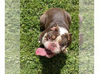 English Bulldog PUPPY FOR SALE ADN-784279 - Tri English Bulldog