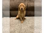 Golden Retriever PUPPY FOR SALE ADN-784280 - Charming Red Golden