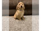 Golden Retriever PUPPY FOR SALE ADN-784284 - Sweet Purebred Goldie