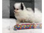 Pomeranian PUPPY FOR SALE ADN-784286 - Journey