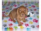 Dachshund PUPPY FOR SALE ADN-784291 - Miniature Dachshund Puppy