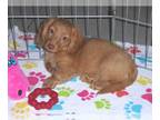 Dachshund PUPPY FOR SALE ADN-784293 - Miniature Dachshund Puppy