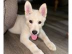 Siberian Husky PUPPY FOR SALE ADN-784295 - Max