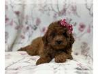 Cavapoo PUPPY FOR SALE ADN-784297 - Hazel