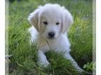 Golden Retriever PUPPY FOR SALE ADN-784300 - golden retriever cream