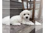 Bichon Frise PUPPY FOR SALE ADN-784304 - Bichon frise puppy