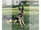 German Shepherd Dog PUPPY FOR SALE ADN-784314 - German Shepherd