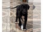 Great Dane PUPPY FOR SALE ADN-784321 - Female Great Dane Puppy