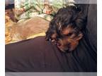 Yorkshire Terrier PUPPY FOR SALE ADN-784323 - Handsome Yorkshire Terrier Puppy