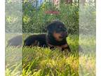 Rottweiler PUPPY FOR SALE ADN-784327 - AKC Female Rottweiler