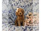 Goldendoodle (Miniature) PUPPY FOR SALE ADN-784337 - Super cute F1b Mini