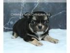 Chihuahua PUPPY FOR SALE ADN-784341 - AKC JUNIE